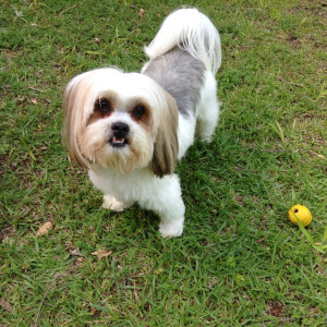 Bogie with ball